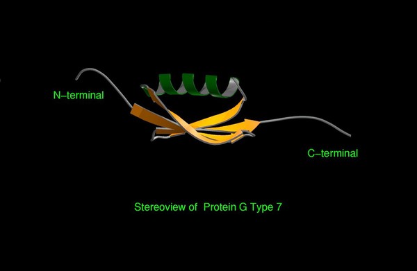 Stereoview model of Protein G Type 7