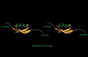 view Stereoview model of Protein G Type 7