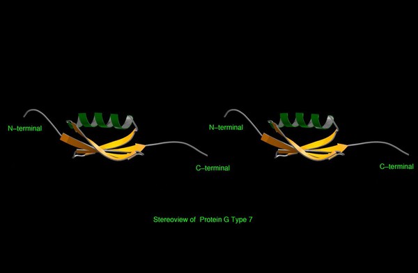 Stereoview model of Protein G Type 7