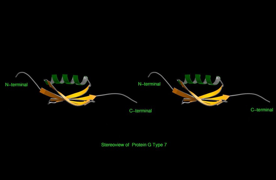 Stereoview model of Protein G Type 7