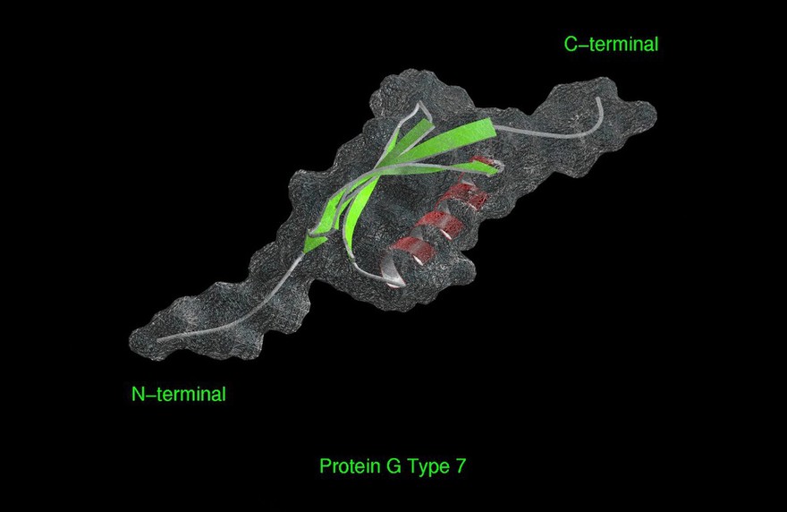 Mol. model of Protein G Type 7 + surface