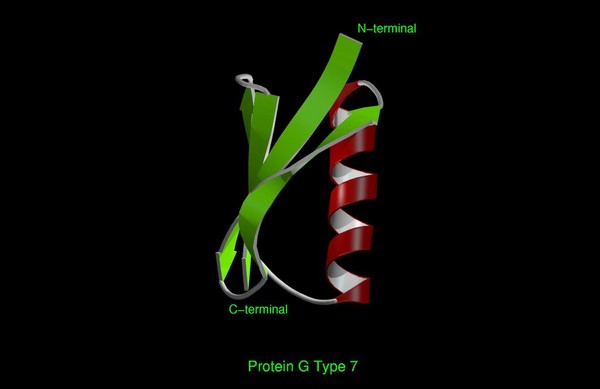 Protein G Type 7, molecular model