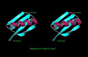 view Stereoview model of Protein G Type 7