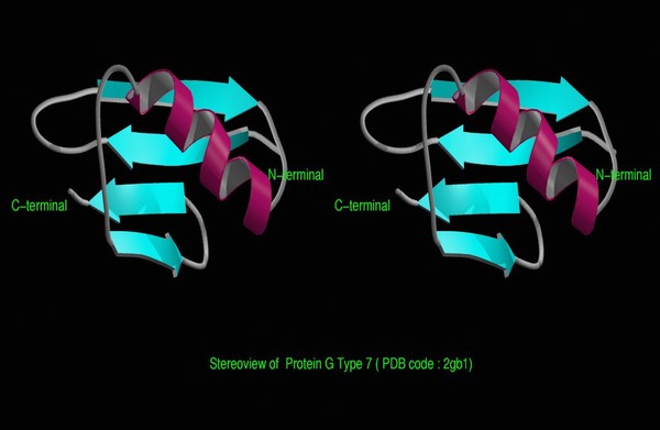 Stereoview model of Protein G Type 7