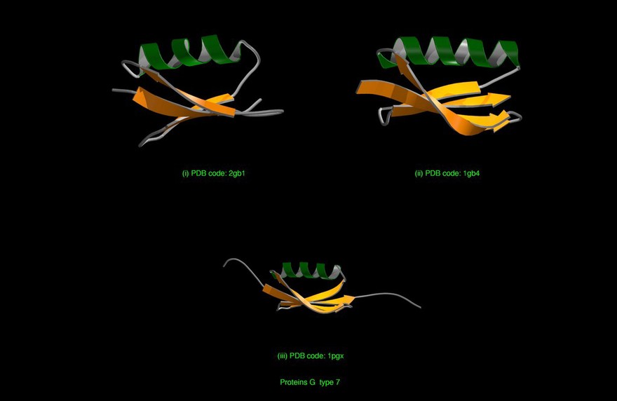 Protein G Type 7, molecular models