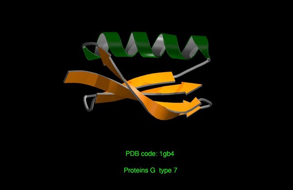 Protein G Type 7, molecular model