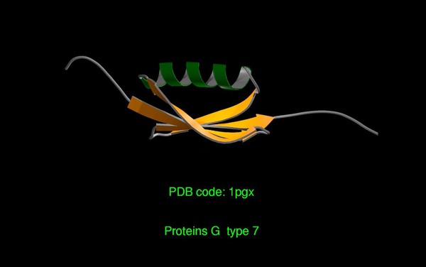 Protein G Type 7, molecular model