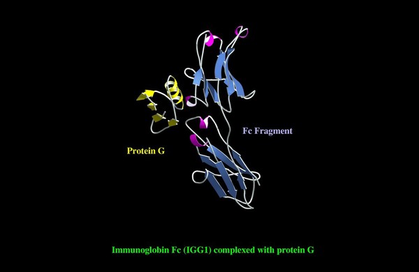 Immunoglob.Fc (IGGI) complexed w. protein G