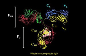 view Immunoglob.Fc (IGGI) complexed w. protein G