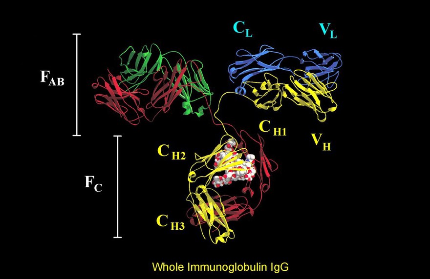 Immunoglob.Fc (IGGI) complexed w. protein G