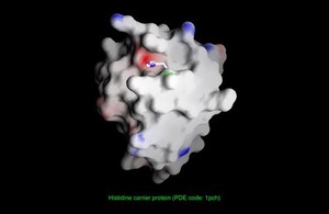 view Histidine phosphocarrier protein surface pot