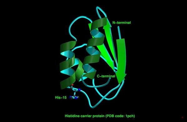 Histidine phosphocarrier protein, mol. model