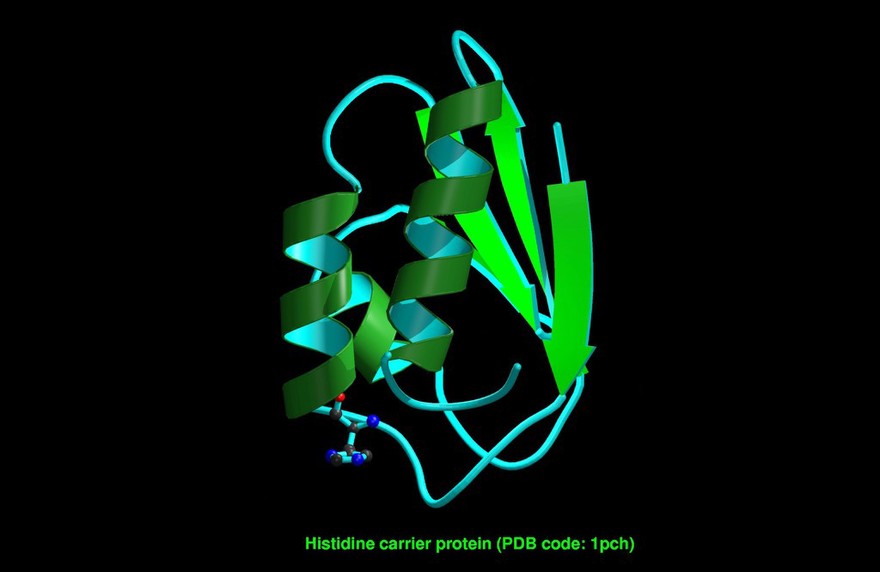 Histidine phosphocarrier protein, mol. model