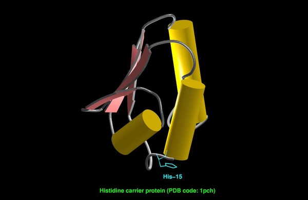 Histidine phosphocarrier protein, mol. model