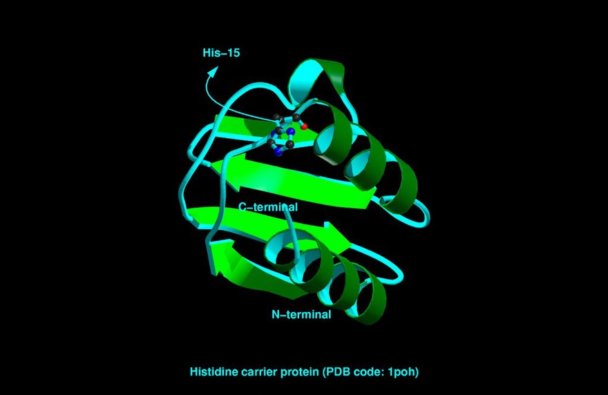 Histidine phosphocarrier protein, mol. model