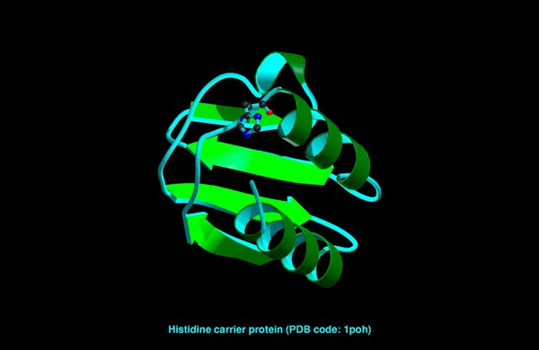 Histidine phosphocarrier protein, mol. model