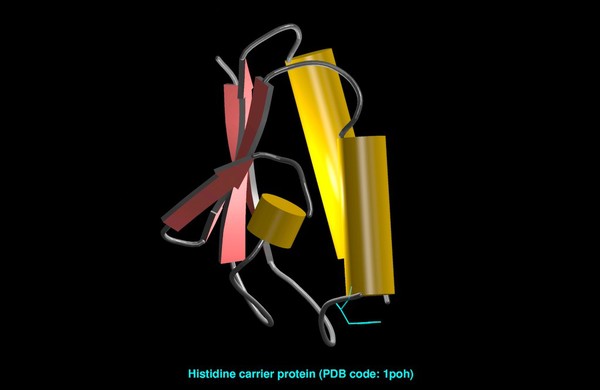 Histidine phosphocarrier protein, mol. model