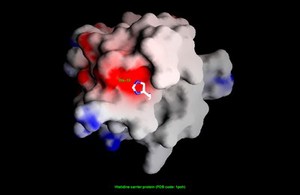 view Histidine phosphocarrier protein,surface pot