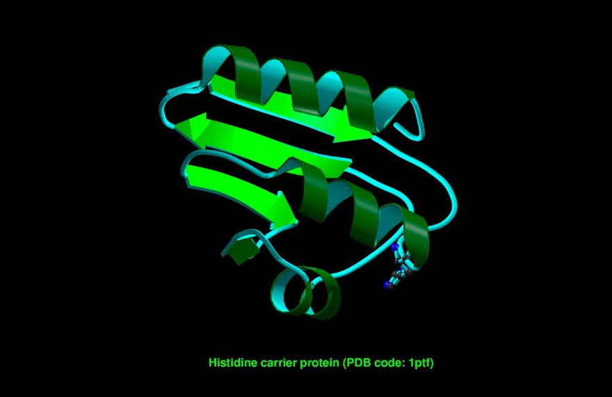 Histidine phosphocarrier protein, mol. model