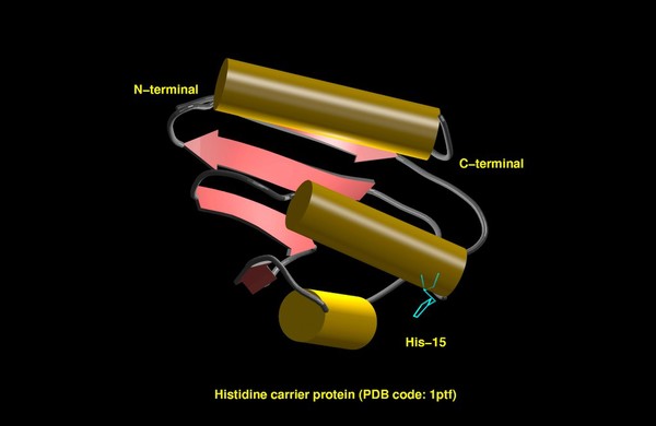 Histidine phosphocarrier protein, mol. model