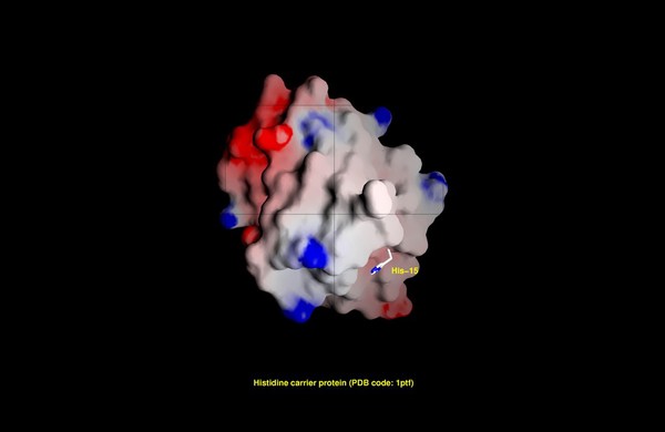 Histidine phosphocarrier protein, mol. model