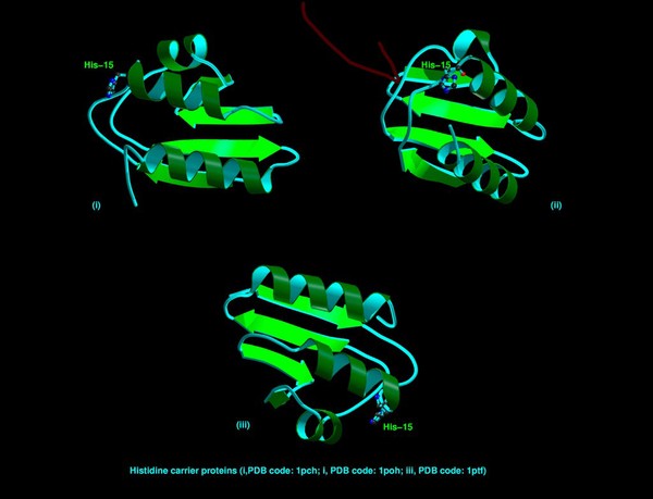 Histidine carrier proteins, ribbon diagrams