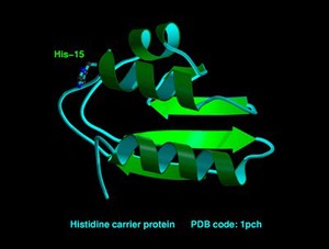 view Histidine carrier protein, molecular model