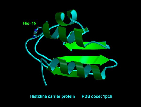 Histidine carrier protein, molecular model