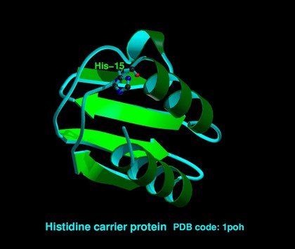 Histidine carrier protein, molecular model