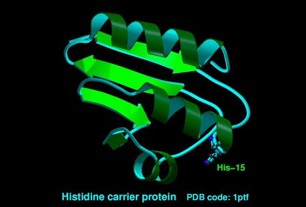 Histidine carrier protein, molecular model