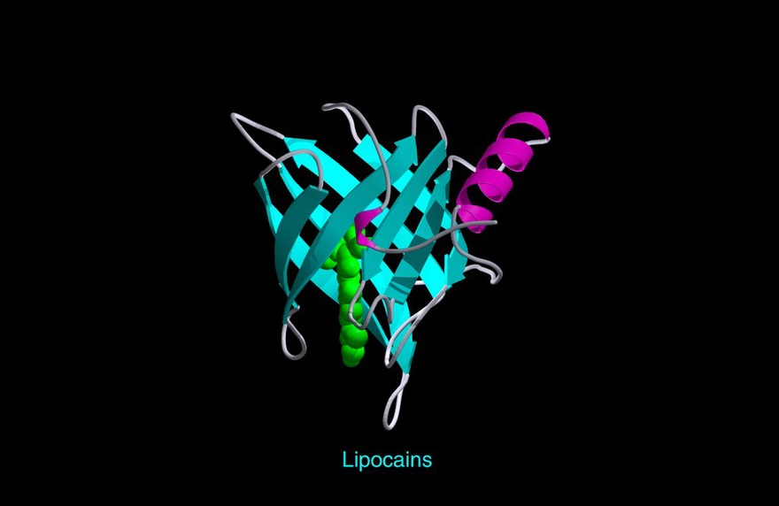 Plasma retinol-binding protein, mol. model