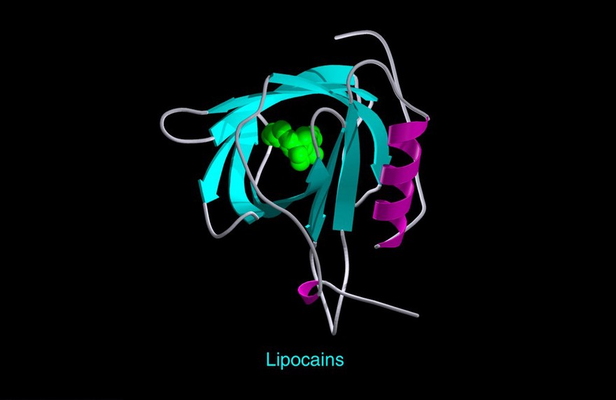 Plasma retinol-binding protein, mol. model