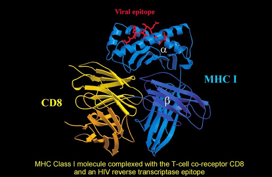 MHC molecule,T-cell receptor,HIV rev.transcr