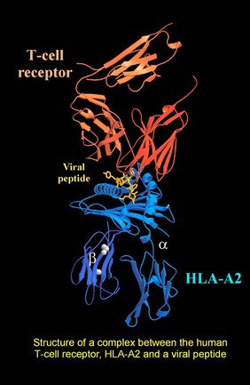 Complex between T-cell receptor/viral peptid