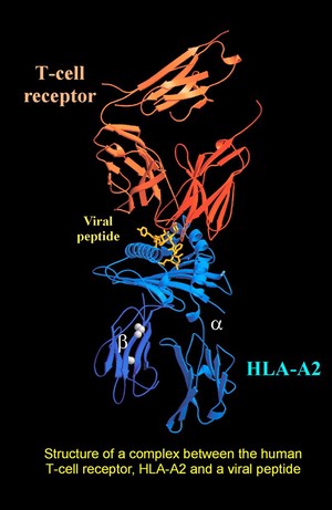 view Complex between T-cell receptor/viral peptid