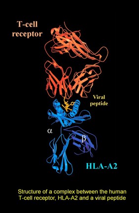 Complex between T-cell receptor/viral peptid