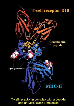 view T-cell receptor/peptide/MHC class II complex