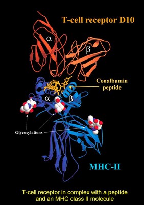 MHC class II/influenza haemagglutin peptide