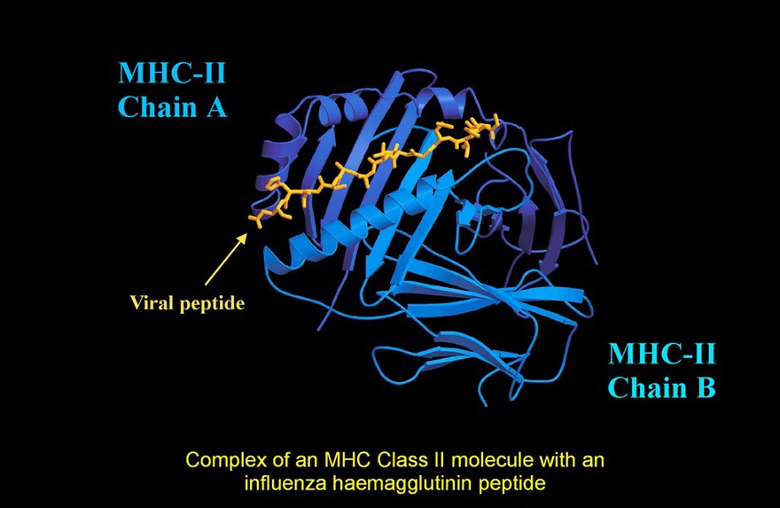 T-cell receptor/collagen peptide/enterotoxin