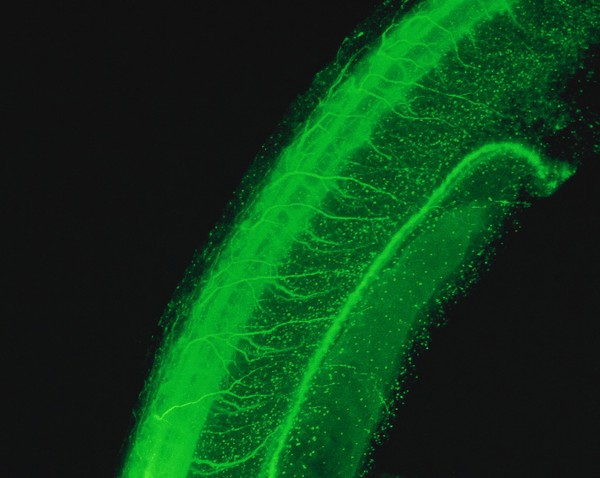 Neural tube of zebrafish embryo, green
