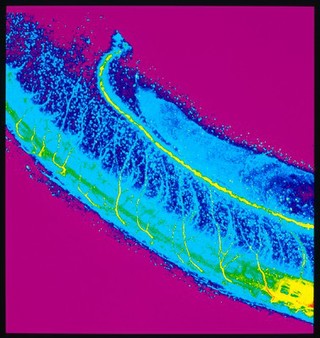 Neural tube of zebrafish embryo, colour