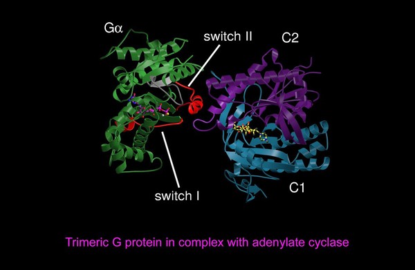 Trim. G protein/adenylate cyclase, mol.model