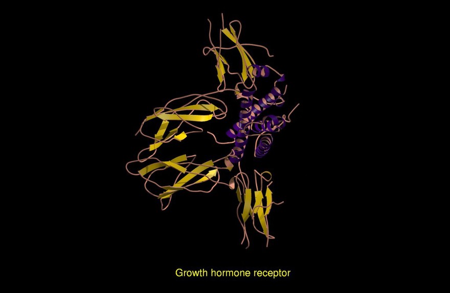 Growth hormone receptor, molecular model