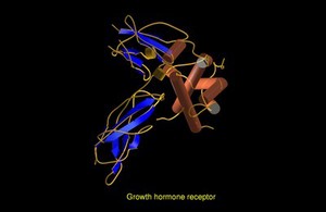 view Growth hormone receptor, molecular model