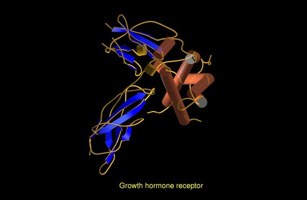 Growth hormone receptor, molecular model