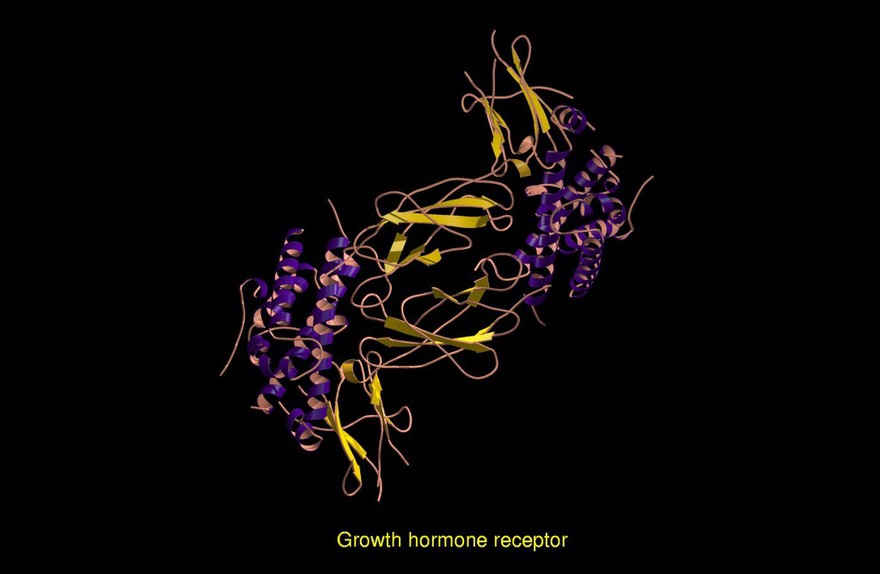 Growth hormone receptor, molecular model