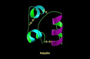 view Molecular model of insulin molecule