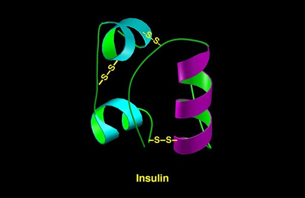 Molecular model of insulin molecule