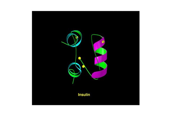 Molecular model of insulin molecule