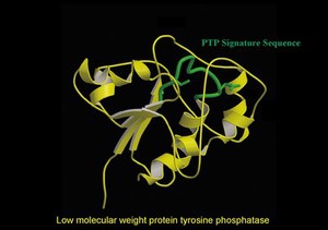 view Protein tyrosine phosphatase,molecular model